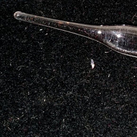 Antique VENETIAN Egyptian ART GLASS Perfume Bottle or Vial - Picture 6 of 6